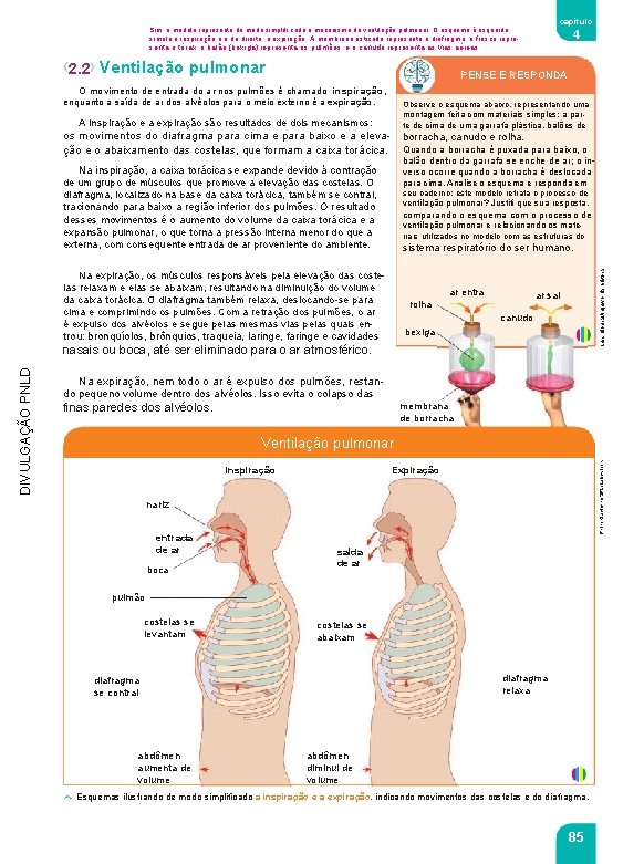 capítulo Sim, o modelo representa de modo simpliﬁ cado o mecanismo da ventilação pulmonar.