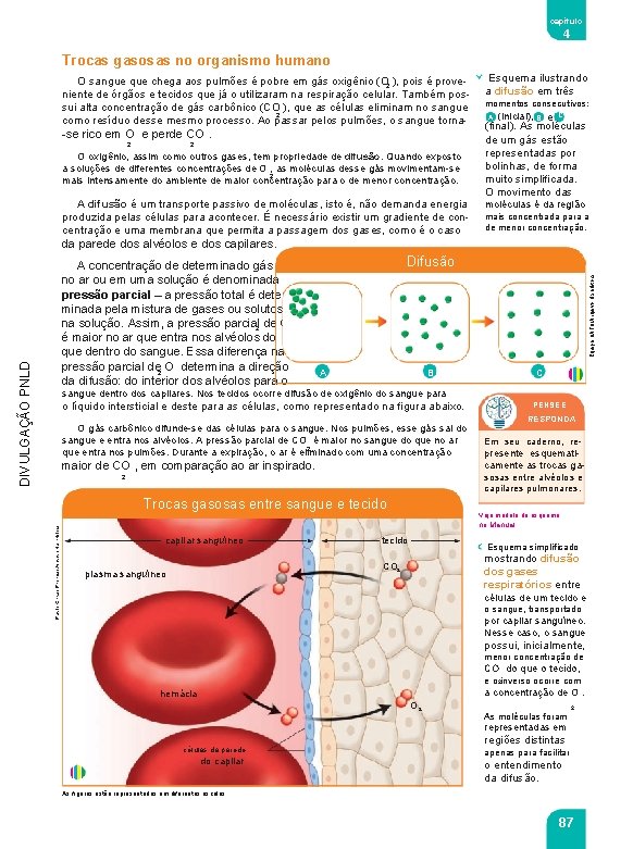 capítulo 4 Trocas gasosas no organismo humano O sangue que chega aos pulmões é