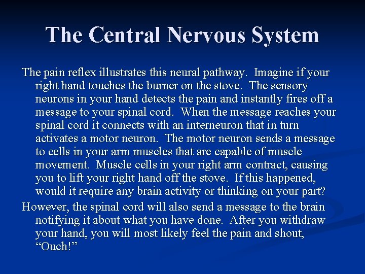 The Central Nervous System The pain reflex illustrates this neural pathway. Imagine if your