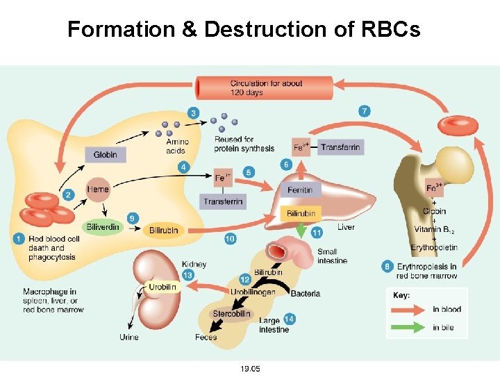 Formation & Destruction of RBCs 