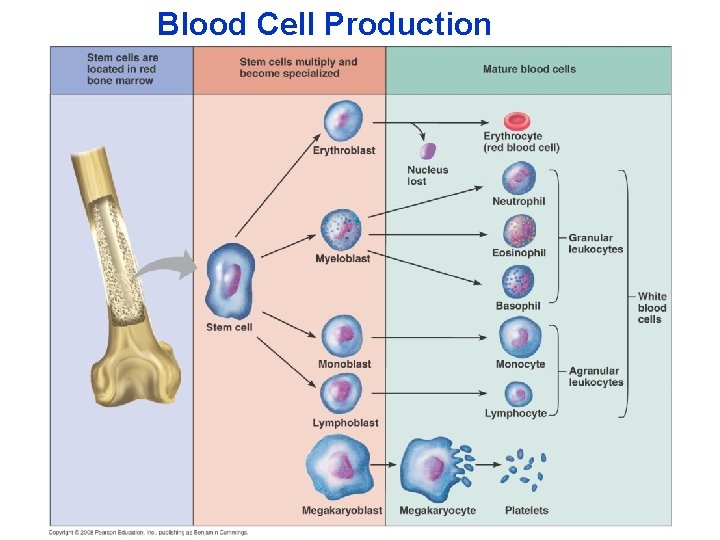 Blood Cell Production 