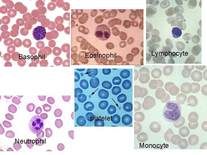 Basophil Eosinophil Lymphocyte platelet Neutrophil Monocyte 