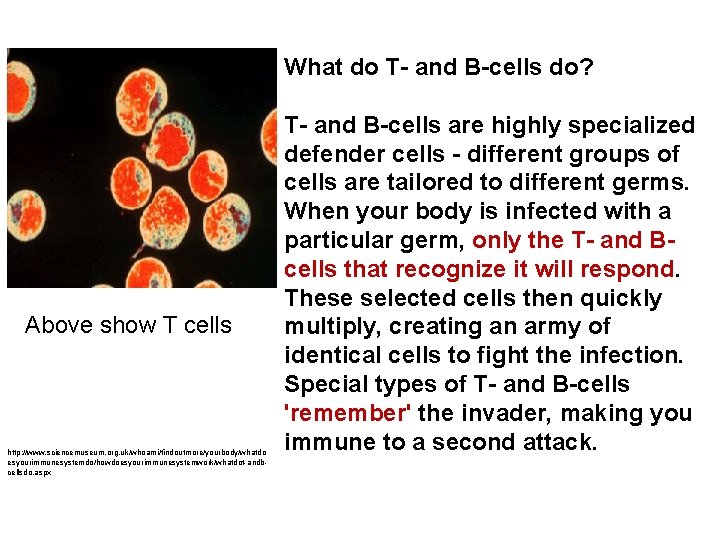 What do T- and B-cells do? Above show T cells http: //www. sciencemuseum. org.