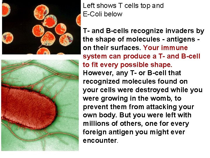 Left shows T cells top and E-Coli below T- and B-cells recognize invaders by