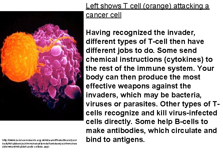 Left shows T cell (orange) attacking a cancer cell http: //www. sciencemuseum. org. uk/whoami/findoutmore/your