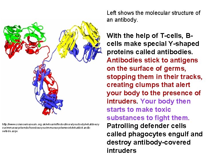 Left shows the molecular structure of an antibody. http: //www. sciencemuseum. org. uk/whoami/findoutmore/yourbody/whatdoesy ourimmunesystemdo/howdoesyourimmunesystemwork/whatdot-andbcellsdo.