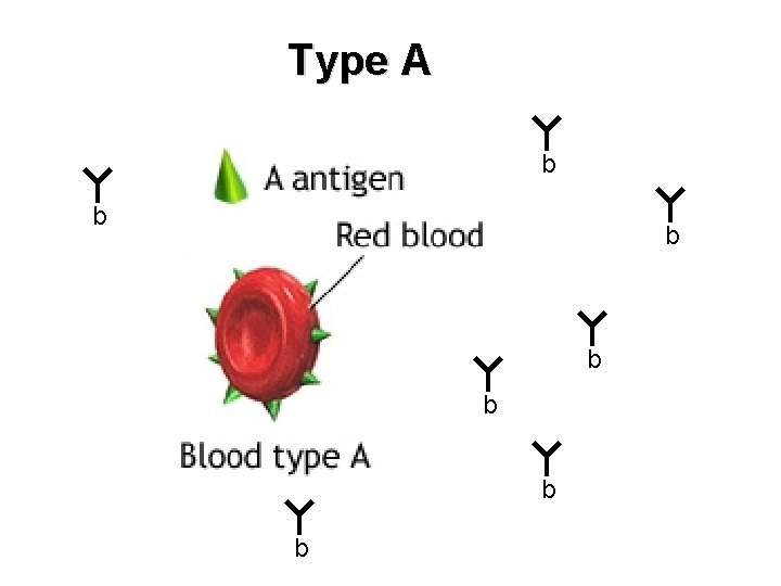 Type A b b b b 