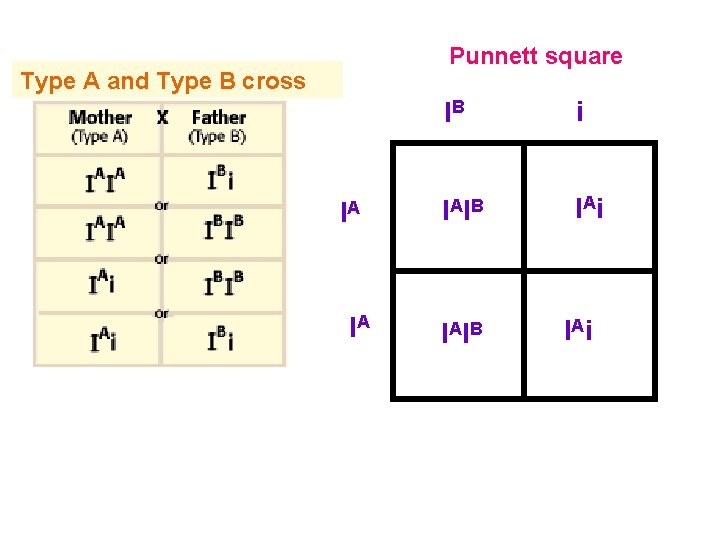 Punnett square Type A and Type B cross IA IA IB i I AI