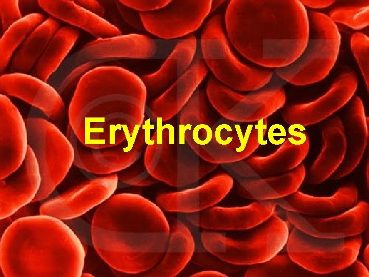 Erythrocytes 