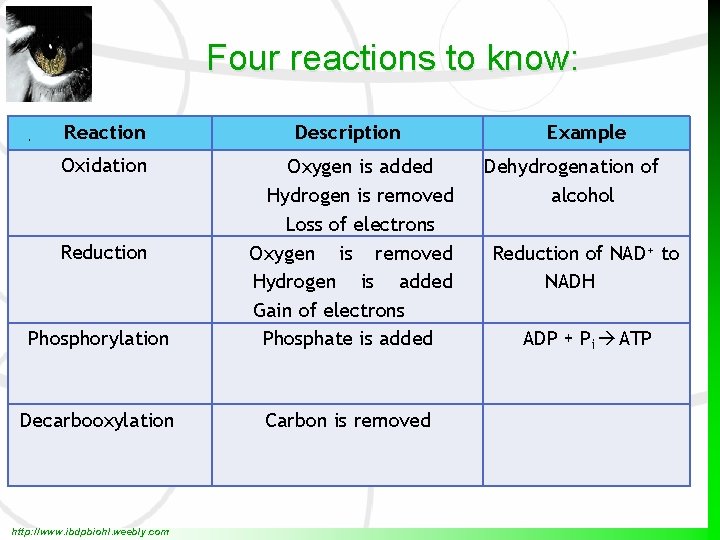 Four reactions to know: Reaction Description Oxidation Phosphorylation Oxygen is added Hydrogen is removed
