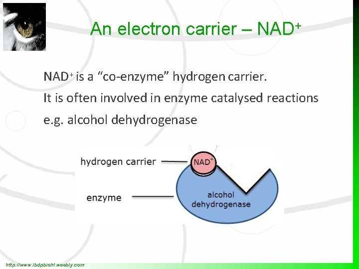 An electron carrier – NAD+ is a “co-enzyme” hydrogen carrier. It is often involved
