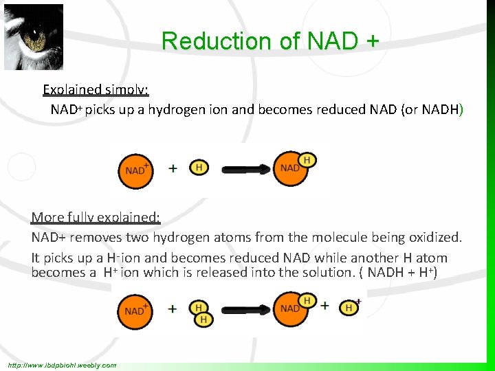 Reduction of NAD + Explained simply: NAD+ picks up a hydrogen ion and becomes