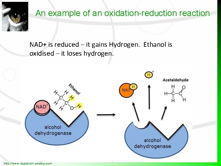 An example of an oxidation-reduction reaction NAD+ is reduced – it gains Hydrogen. Ethanol