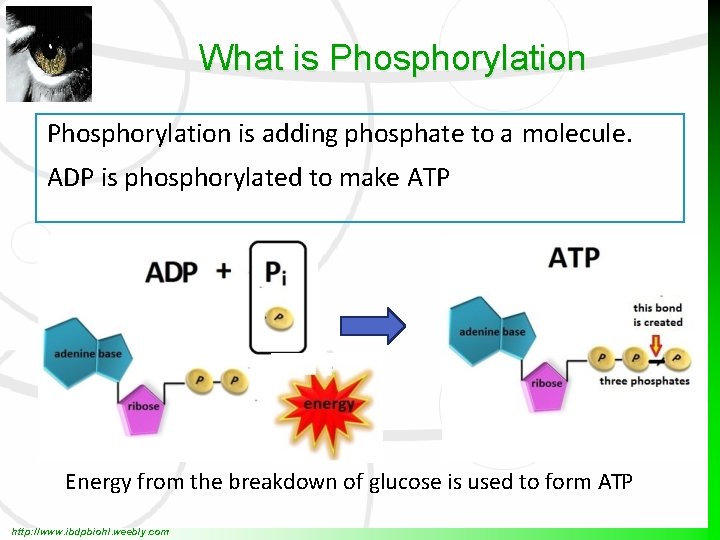 What is Phosphorylation is adding phosphate to a molecule. ADP is phosphorylated to make
