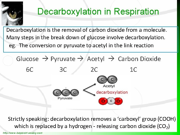 Decarboxylation in Respiration Decarboxylation is the removal of carbon dioxide from a molecule. Many