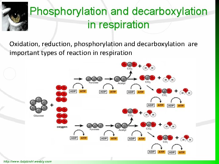 Phosphorylation and decarboxylation in respiration Oxidation, reduction, phosphorylation and decarboxylation are important types of