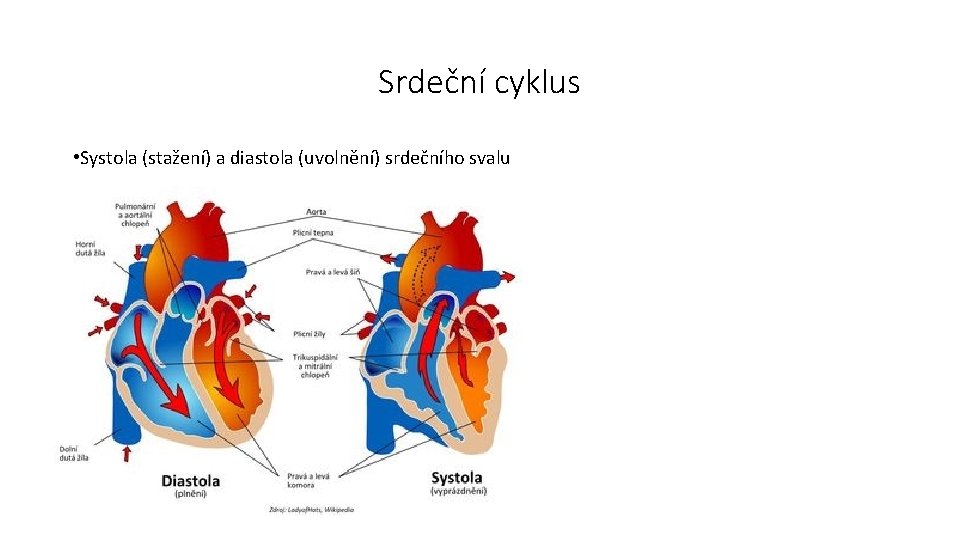 Srdeční cyklus • Systola (stažení) a diastola (uvolnění) srdečního svalu 