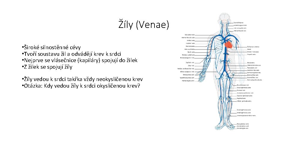 Žíly (Venae) • Široké silnostěnné cévy • Tvoří soustavu žil a odvádějí krev k