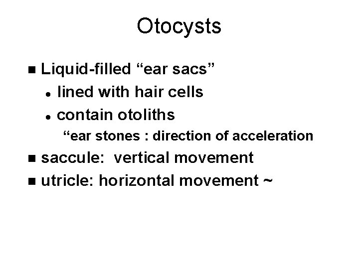Otocysts n Liquid-filled “ear sacs” l lined with hair cells l contain otoliths “ear