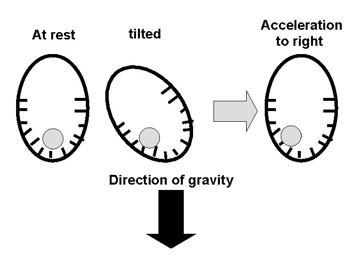 At rest tilted Direction of gravity Acceleration to right 