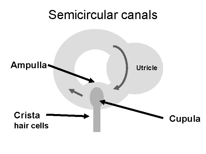 Semicircular canals Ampulla Crista hair cells Utricle Cupula 