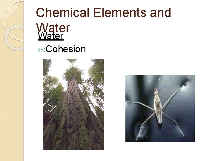 Chemical Elements and Water Cohesion 