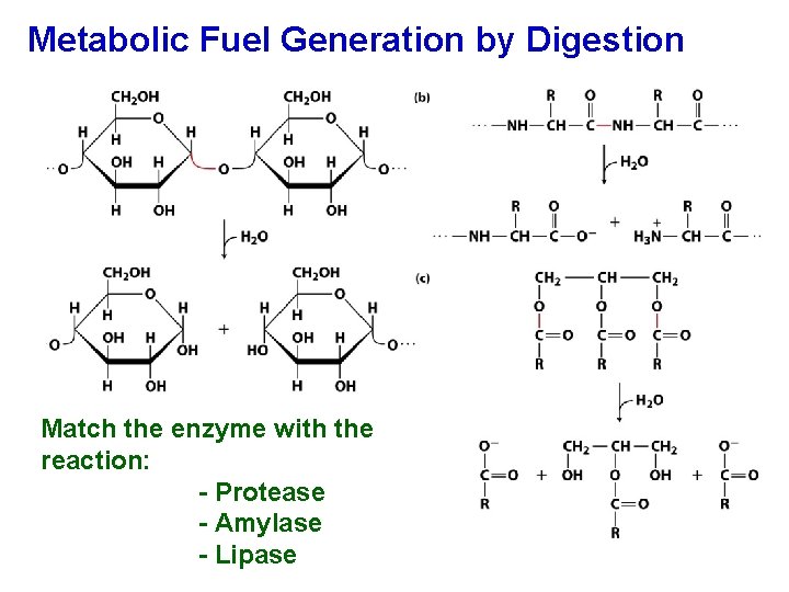 Metabolic Fuel Generation by Digestion Match the enzyme with the reaction: - Protease -
