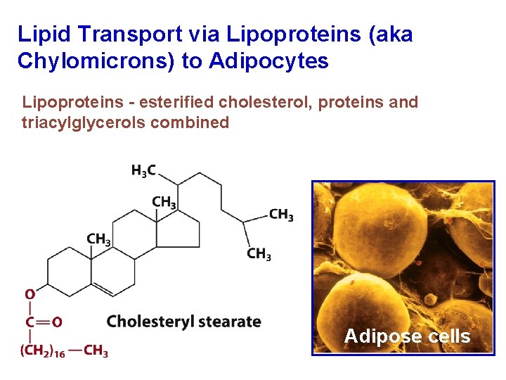 Lipid Transport via Lipoproteins (aka Chylomicrons) to Adipocytes Lipoproteins - esterified cholesterol, proteins and