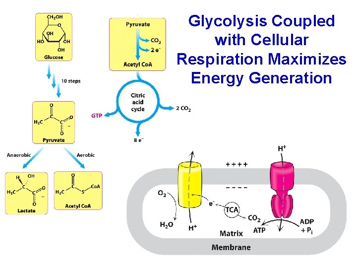 Glycolysis Coupled with Cellular Respiration Maximizes Energy Generation 
