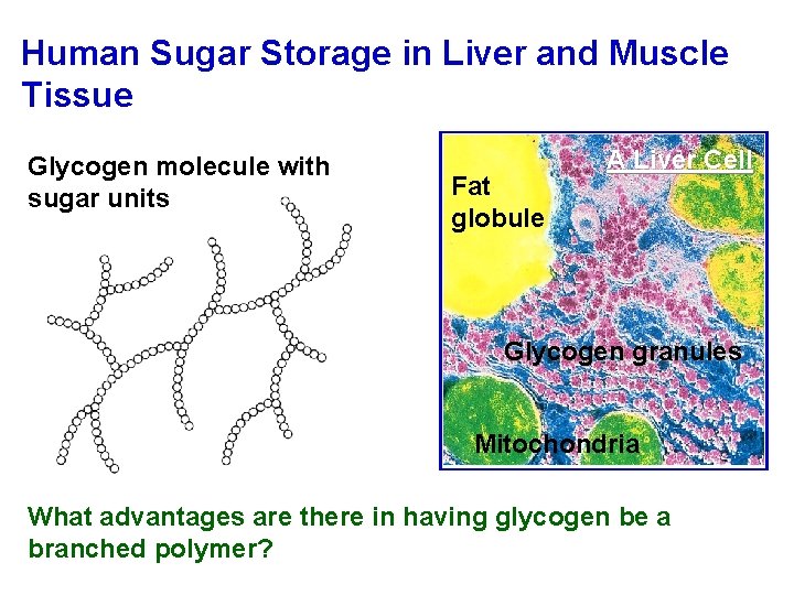 Human Sugar Storage in Liver and Muscle Tissue Glycogen molecule with sugar units Fat