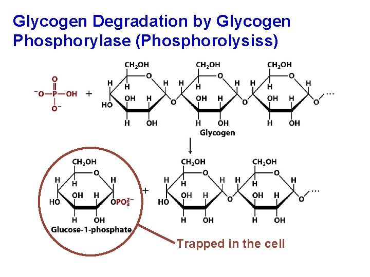 Glycogen Degradation by Glycogen Phosphorylase (Phosphorolysiss) Trapped in the cell 