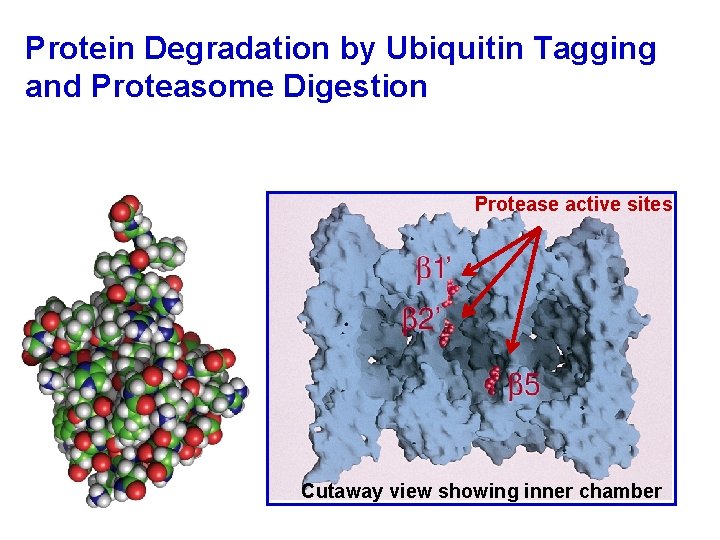 Protein Degradation by Ubiquitin Tagging and Proteasome Digestion Protease active sites Cutaway view showing