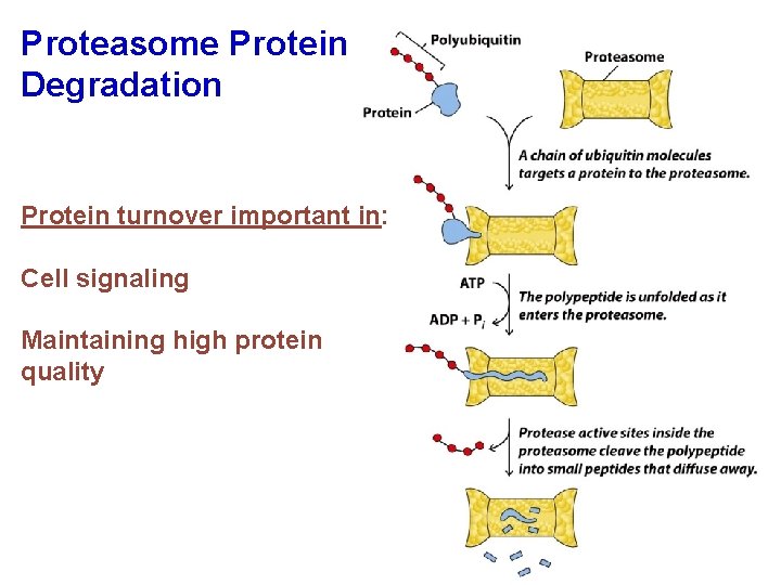 Proteasome Protein Degradation Protein turnover important in: Cell signaling Maintaining high protein quality 