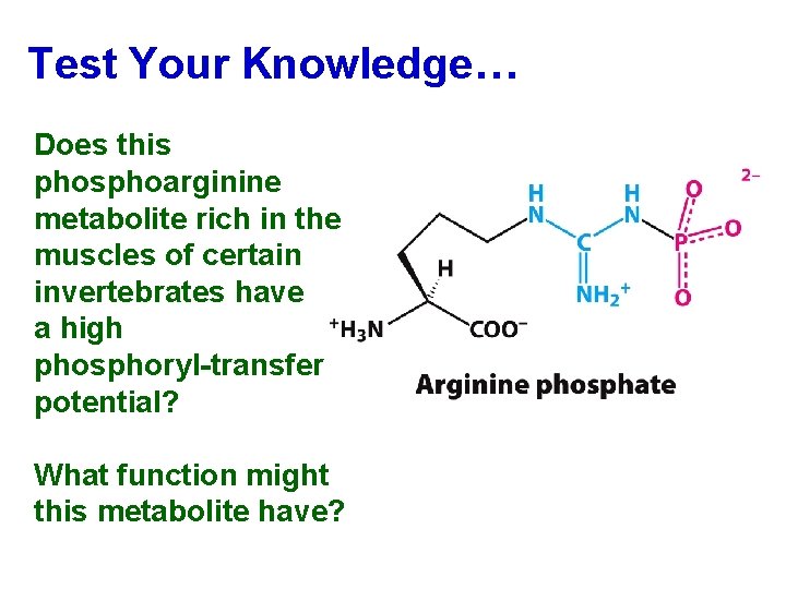 Test Your Knowledge… Does this phosphoarginine metabolite rich in the muscles of certain invertebrates