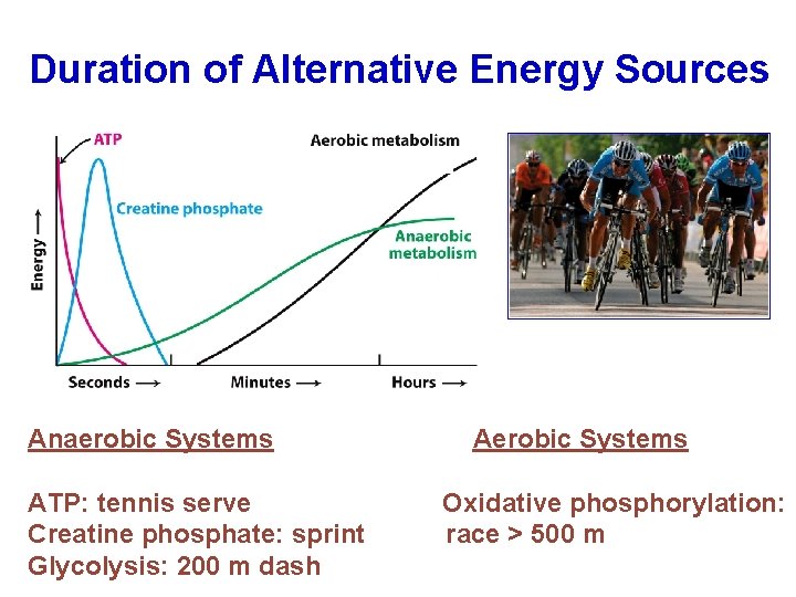 Duration of Alternative Energy Sources Anaerobic Systems ATP: tennis serve Creatine phosphate: sprint Glycolysis: