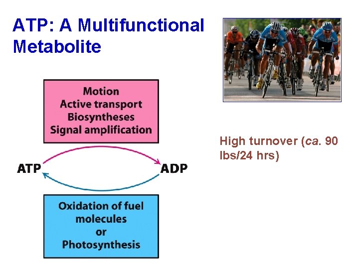 ATP: A Multifunctional Metabolite High turnover (ca. 90 lbs/24 hrs) 