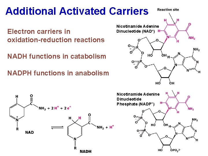 Additional Activated Carriers Electron carriers in oxidation-reduction reactions Nicotinamide Adenine Dinucleotide (NAD+) NADH functions