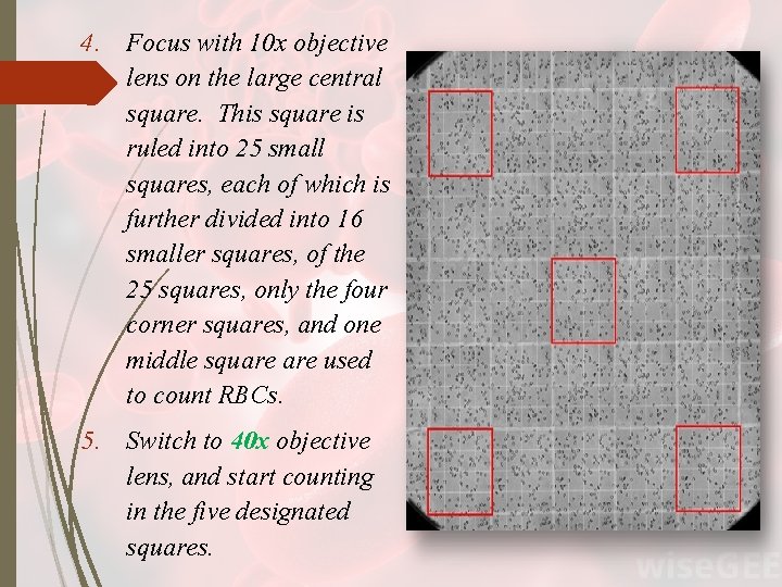 4. Focus with 10 x objective lens on the large central square. This square