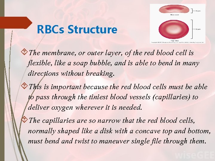 RBCs Structure The membrane, or outer layer, of the red blood cell is flexible,