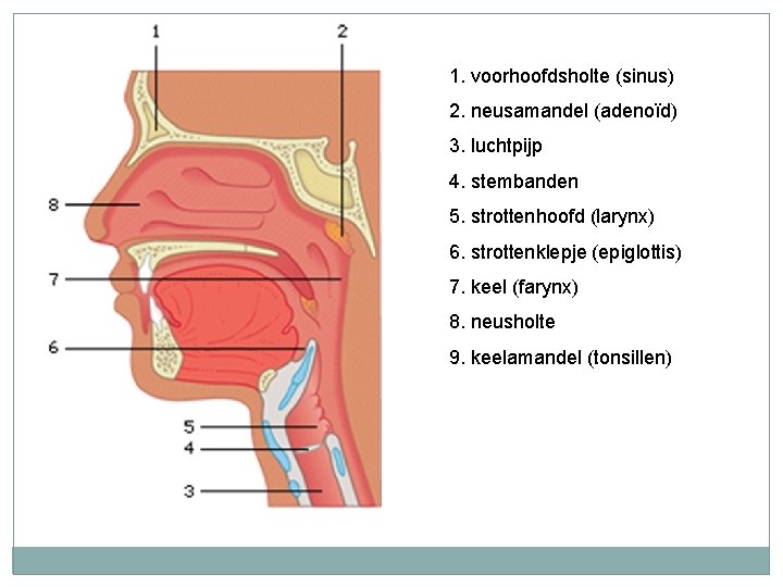 1. voorhoofdsholte (sinus) 2. neusamandel (adenoïd) 3. luchtpijp 4. stembanden 5. strottenhoofd (larynx) 6.