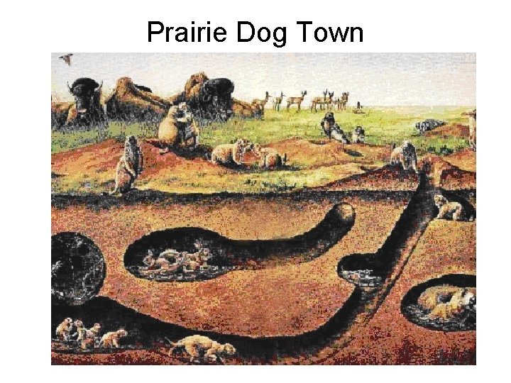 Prairie Dog Town 