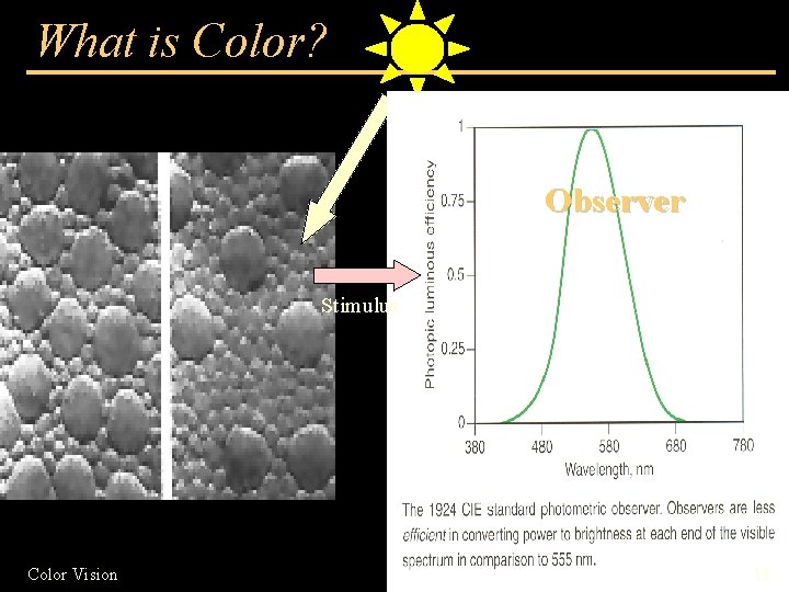 What is Color? Observer Stimulus Color Vision 11 