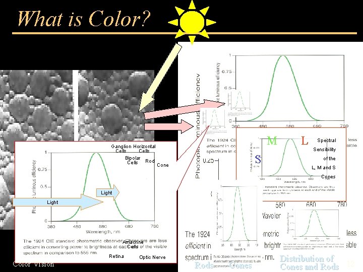 What is Color? M Ganglion Horizontal Cells Bipolar Cells Rod Cone S L Spectral