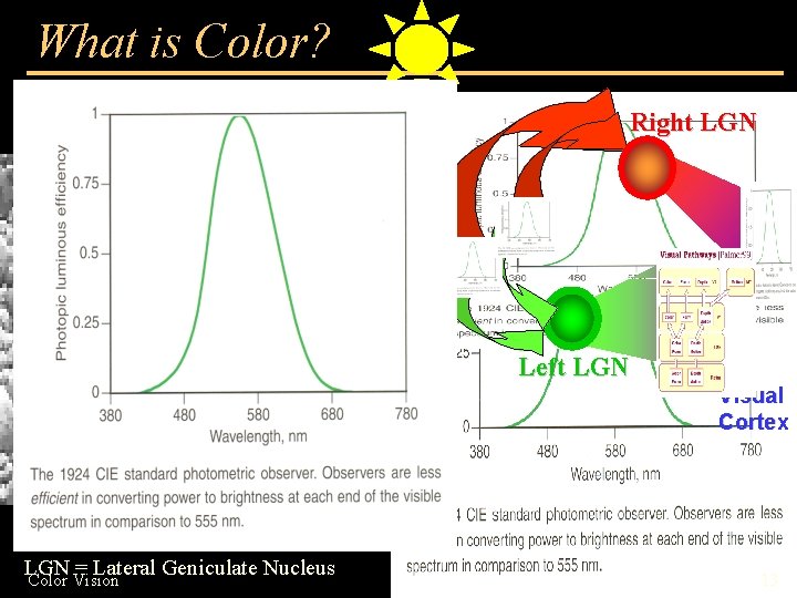 What is Color? Right LGN Left LGN Visual Cortex LGN = Lateral Geniculate Nucleus