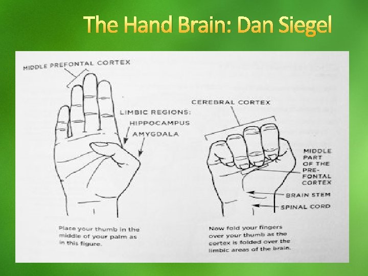 The Hand Brain: Dan Siegel 