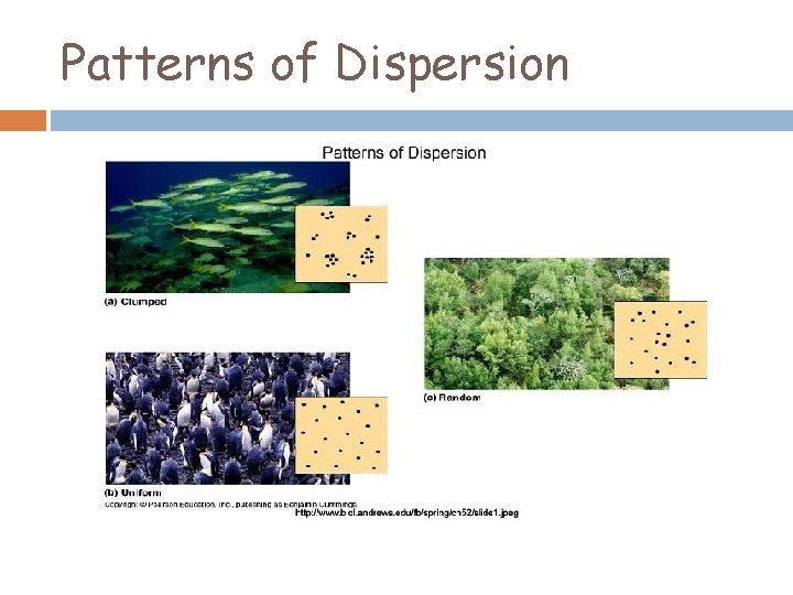 Patterns of Dispersion 
