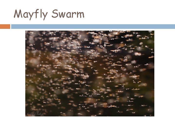 Mayfly Swarm 