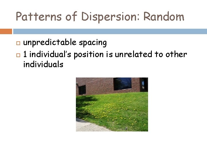 Patterns of Dispersion: Random unpredictable spacing 1 individual’s position is unrelated to other individuals