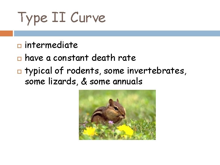 Type II Curve intermediate have a constant death rate typical of rodents, some invertebrates,