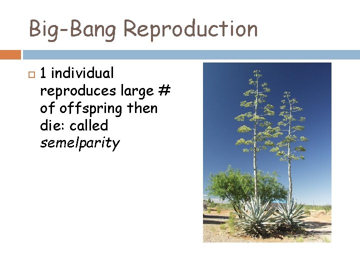 Big-Bang Reproduction 1 individual reproduces large # of offspring then die: called semelparity 